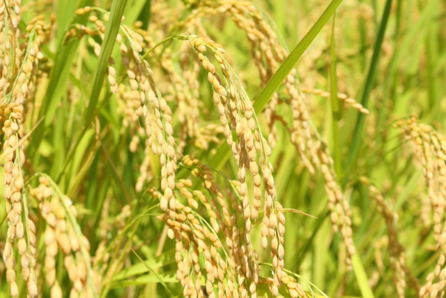 玄米には農薬が付着している？