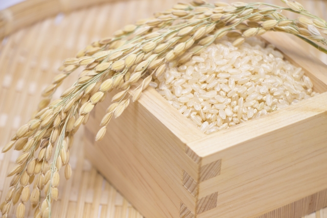 玄米のアブシシン酸は体に有害である説についての個人的な見解